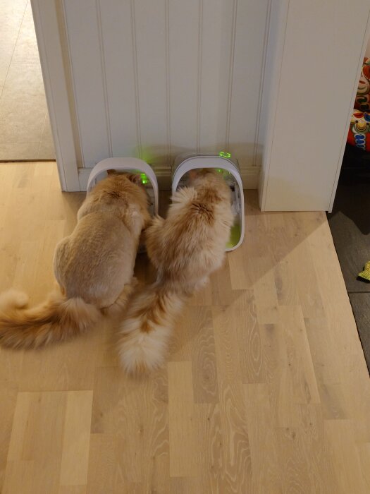 Två beige katter äter bredvid varandra ur automatmatskålar på ett trägolv.