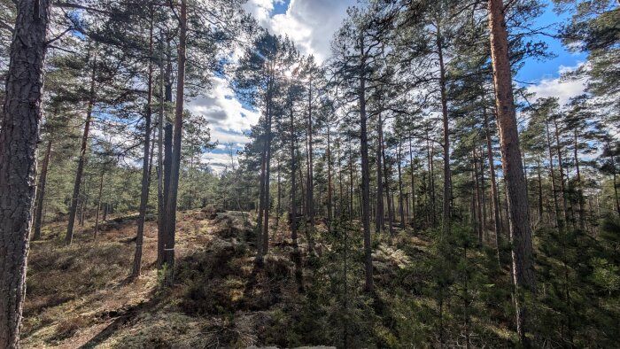 Tallskog med sol som skiner genom träden, delvis molnig himmel ovanför och mark täckt av mossa och små buskar.