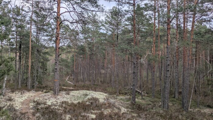 En skog fylld med höga tallar, en stig slingrar sig genom landskapet med mossa och låg vegetation på marken under träden.
