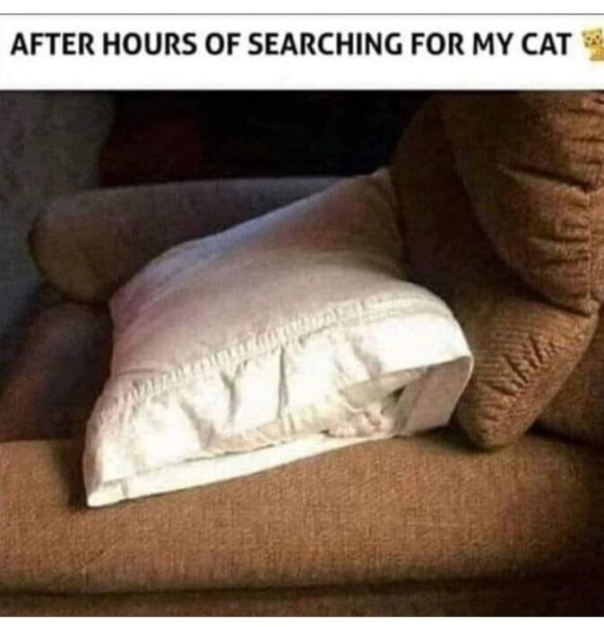 Katt gömd under en kudde på en soffa.