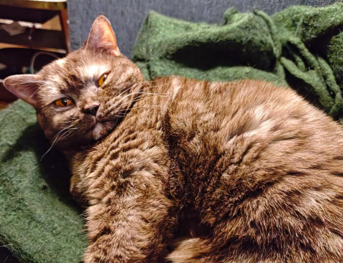 En brun katt ligger bekvämt på en grön filt och ser avslappnad ut.