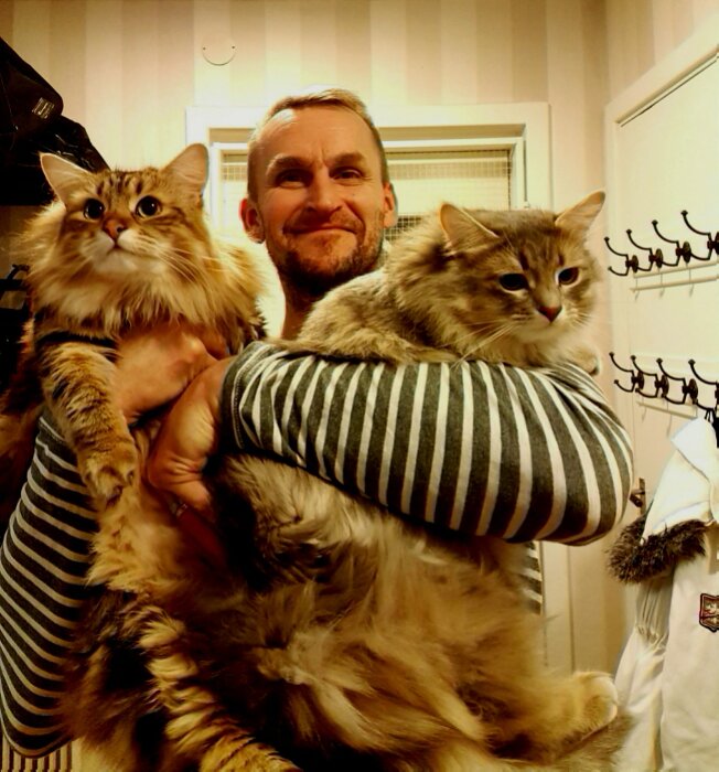 Man håller två fluffiga katter, de liknar sibiriska katter, i famnen i ett rum med randiga väggar och krokar i bakgrunden.