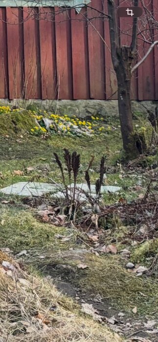 Trädgård med gräsmatta, träd, och gula blommor framför en röd träbyggnad. Blygsamt växtliv och vissna löv.