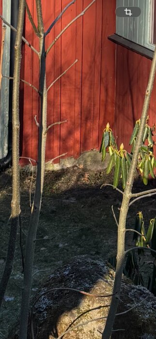 Röd trävägg med synliga grenar och vintergröna buskar, solbelyst mark mellan dem.
