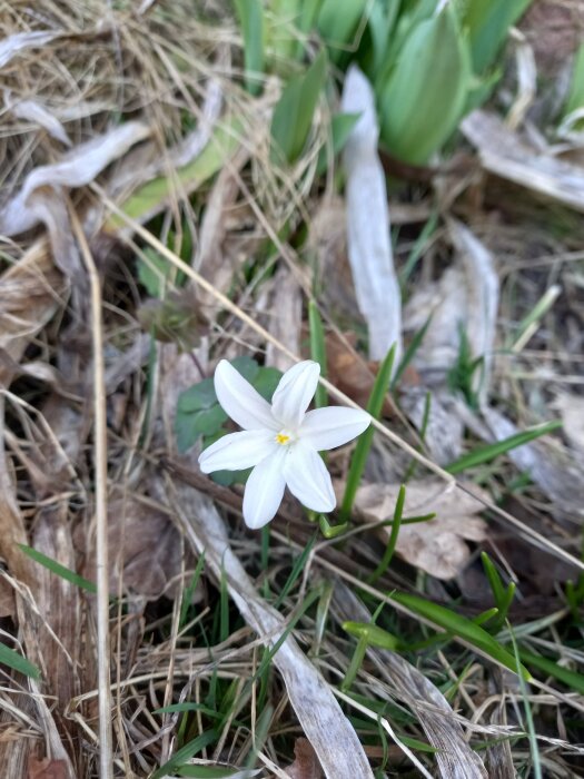 Vit blomma, möjligtvis vitstjärna, växer bland torra löv och gräs i en perennplantering.