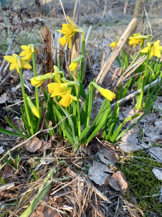 Minipåskliljor "tête-à-tête" blommar i en perennplantering med vissna löv och vissna växter runt omkring.