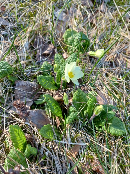 Gul blomma och gröna blad i en perennplantering, med torrt gräs och vissna löv omkring.