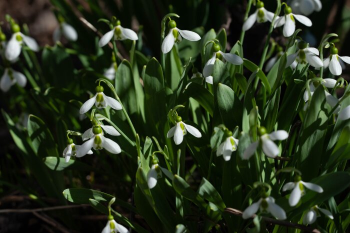Snödroppar i blom med sina vita, hängande klockformade blommor och gröna blad i en trädgård.