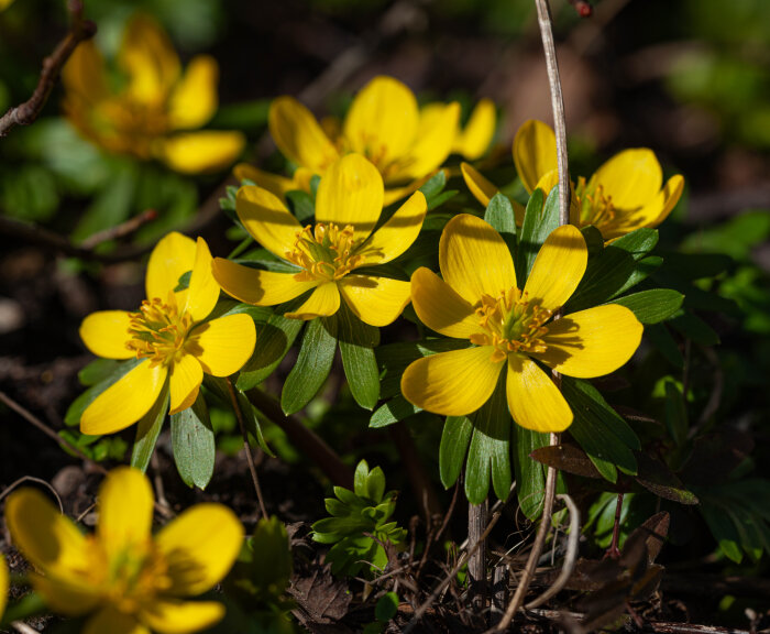 Närbild på gula vintergäcksblommor som blommar i trädgården, omgivna av gröna blad.