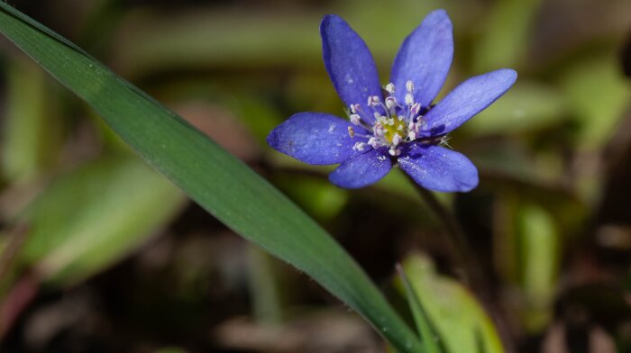 Närbild av en blommande blåsippa med lila kronblad och gröna blad i bakgrunden.