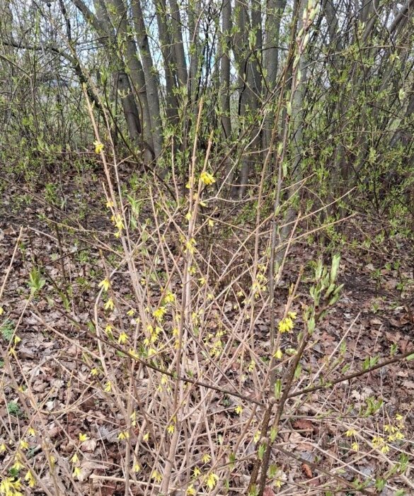 Buske med gula blommor och knoppar i en skog med löv på marken.
