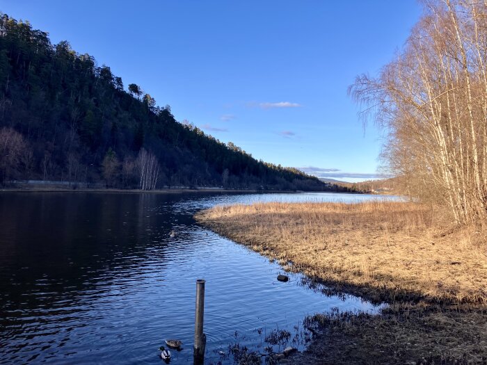 Naturskönt landskap med sjökant, skogsklädda kullar och höga träd under en klarblå himmel, med en ensam stolpe i vattnet i förgrunden.