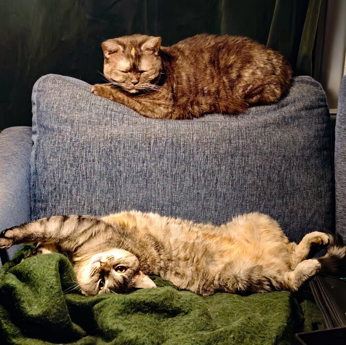 Två katter ligger på en soffa; en ovanpå ryggstödet och en på sitsen, avslappnade men med distans.