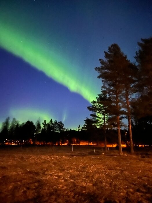 Norrsken över en mörk skog med stjärnklar himmel och träd i förgrunden.