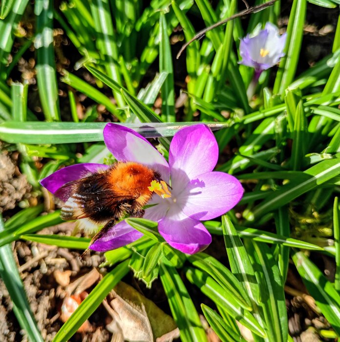 Humla på en lila blomma i ett grönt trädgårdslandskap.