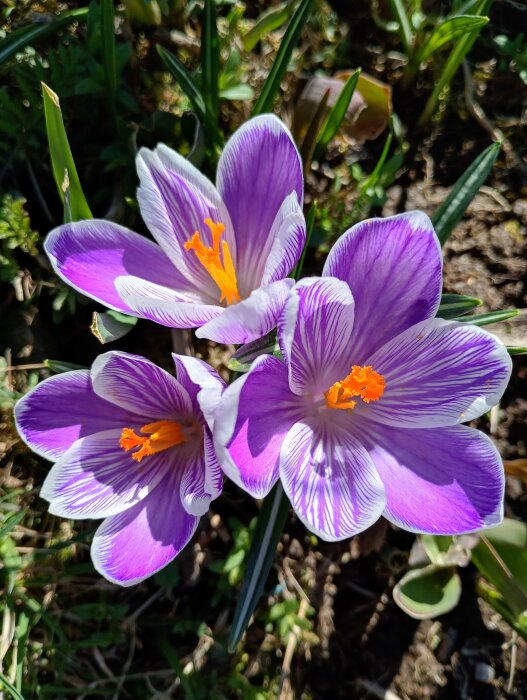 Lila och vita krokusblommor med orange pistiller i solsken, omgivna av gröna blad och mark.