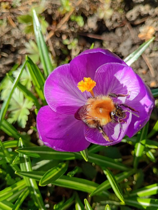 Humla sitter på lila krokusblomma med gul mitt bland gröna blad.