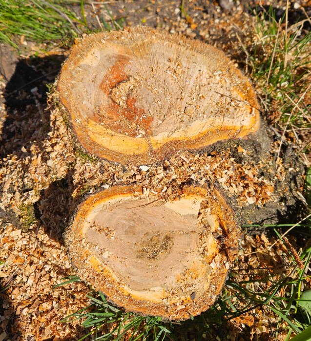 Avsågad körsbärsträdstam med grentorka, två snittade ytor synliga, omgiven av sågspån och gräs. Övre stamdel cirka 20 cm lång.