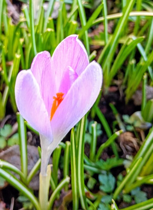 Ljuslila tidig sort krokus "Vanguard" i trädgårdsmiljö, omgiven av gröna blad.