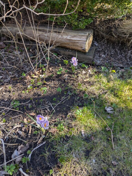 Två blommande vårkrokusar i en trädgård omgivna av gräs och buskar. Bakom blommorna ligger en gammal trästam på marken.