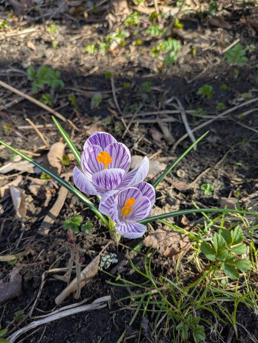 Två blommande vårkrokusar med lila och vita kronblad, omgivna av jord och löv i en trädgård.