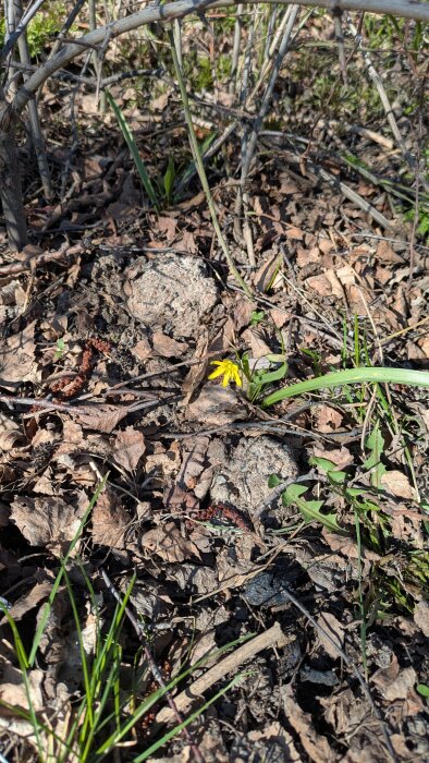 Vårblomma med gula kronblad sticker upp bland vissna blad och kvistar på marken i ett soligt skogslandskap, tecken på vårens ankomst.