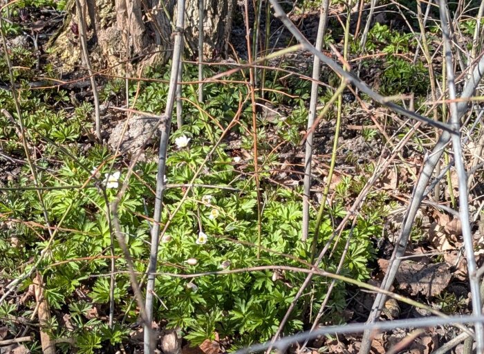 Vitsippor som blommar under buskar i solsken med nyutslagna gröna blad och vissna löv på marken som ett vårtecken.