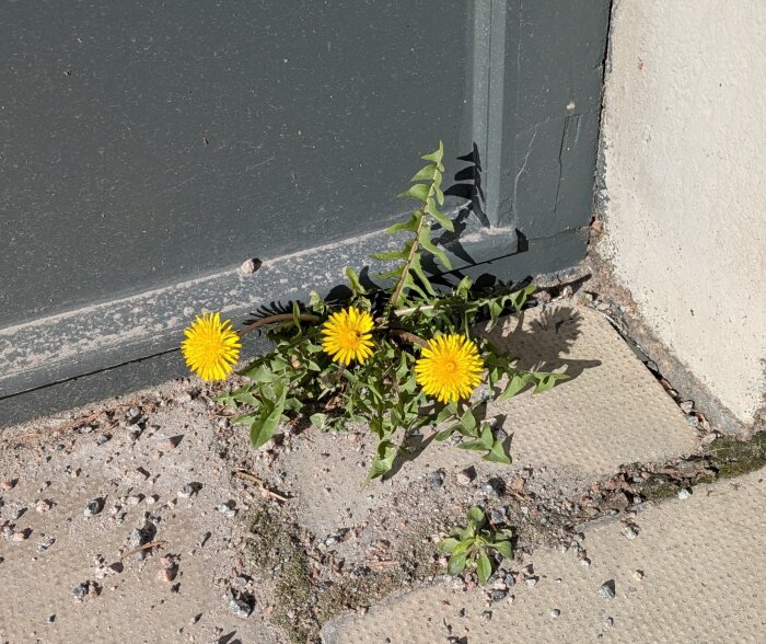 Gula maskrosor som växer i en spricka i trottoaren, med en grå vägg i bakgrunden. Vårtecken i stadsmiljö.