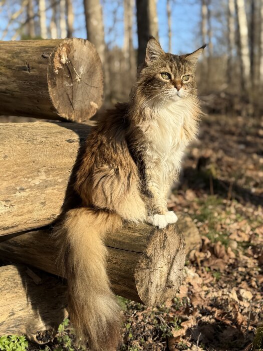 Katt solar på en hög av vedträn i skogen, omgiven av träd och löv under klarblå vårhimmel.
