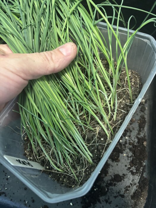 Planterade purjolökar i ett plasttråg, redo för omgörning med jordpåfyllning.