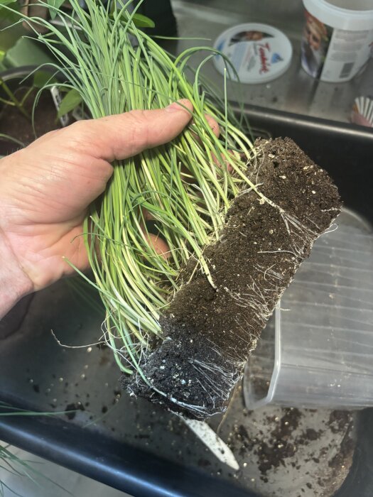 En hand håller en klump med purjolöksplantor och jord redo för att fyllas på och planteras om, med ett vinddruvstråg i bakgrunden.