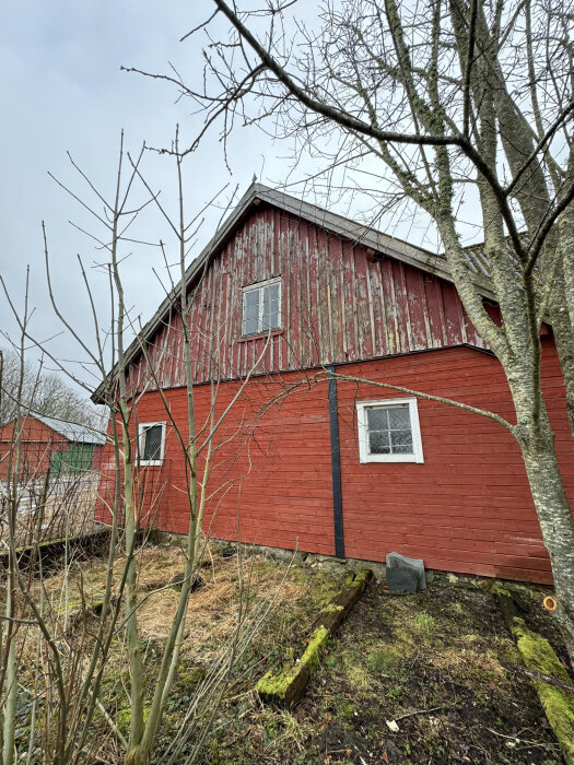 Röd ladugård med fönster och träd i förgrunden, sedd från utsidan i dämpat dagsljus. Fasadens träpanels skick visar ålder och patina.