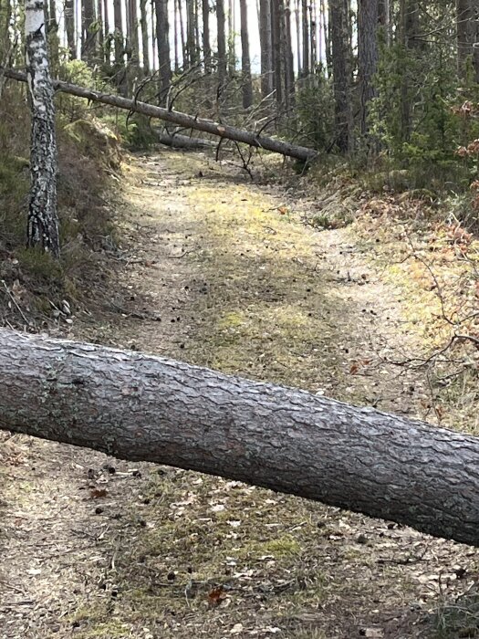 En smal grusväg i skogen blockeras av fallna träd, inklusive en stor stubbe tvärs över vägen, omgivna av tallar och björkar.