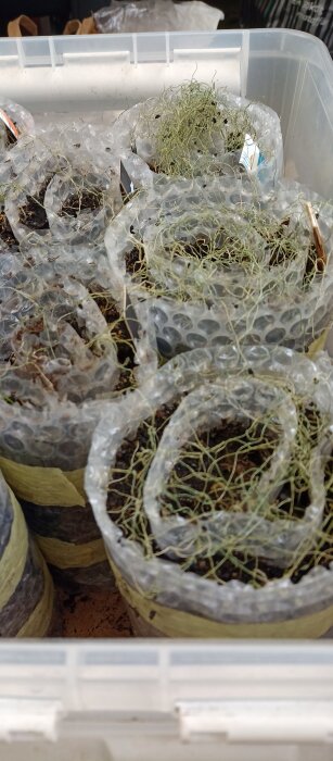 Plastbehållare med purjolöksplantor insvepta i bubbelplast, vissna rötter synliga i jorden.
