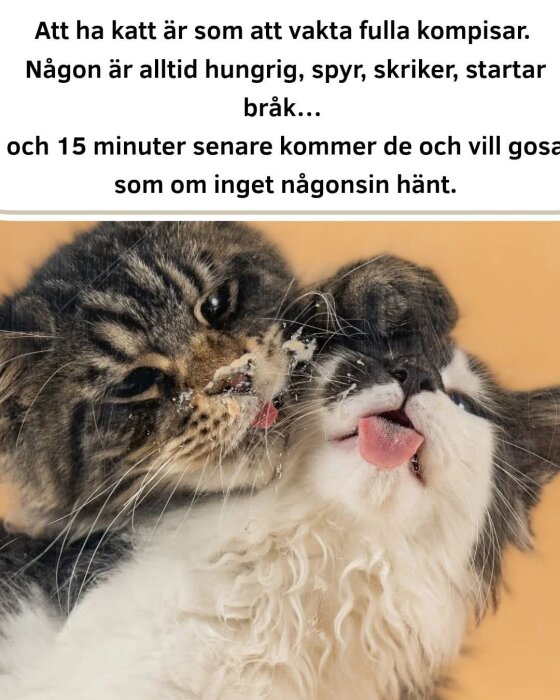 Två katter som slickar varandra på nosen med utfällda tungor. Texten ovan beskriver kattbeteende likt att vaka över berusade vänner.