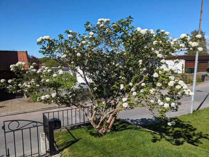 Doftolvon i full blom bredvid en gata, omgiven av grön gräsmatta och staket, under klarblå himmel.