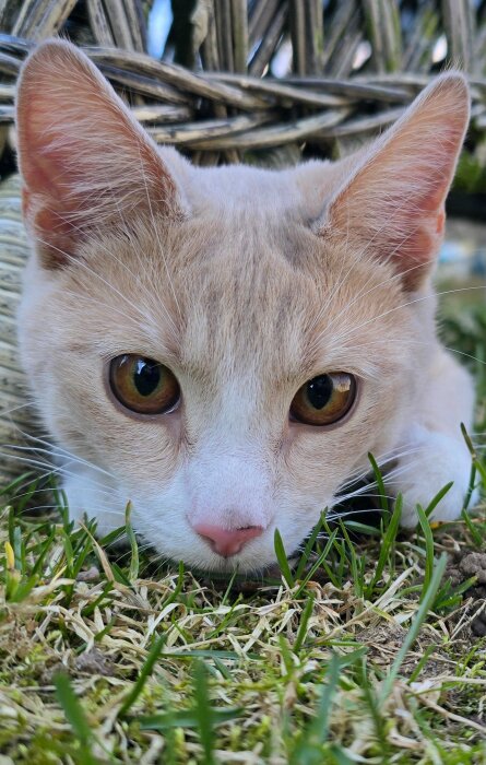 En närbild på en ljusbrun katt som ligger lågt i gräset, med intensiva ögon och spetsade öron.
