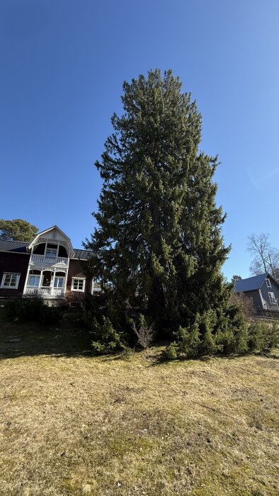 Stort träd framför ett hus med rött tegel och vita detaljer, under en klarblå himmel.