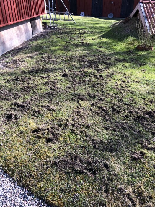 Gräsmatta med många små uppgrävda hål, troligen orsakade av en grävling som letat efter larver, med husfasad och stege i bakgrunden.