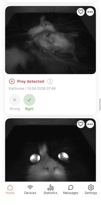 AI-kamera visar en katt med ett byte vid kattluckan, med text "Prey detected" och datum 10.04.2026 kl 07:48.