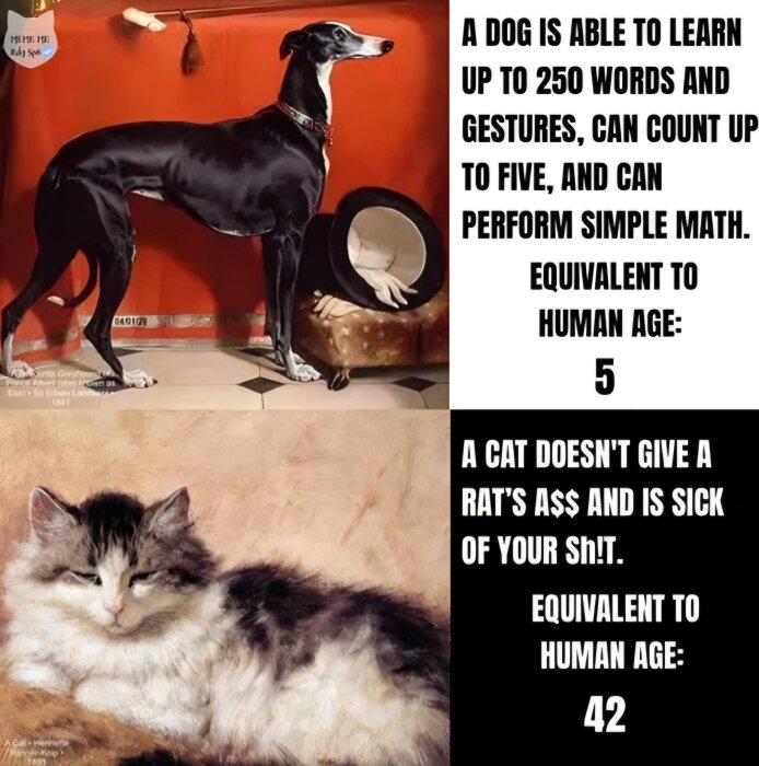 En hund och en katt med text som jämför deras intelligens och motsvarande mänsklig ålder, 5 för hund och 42 för katt.