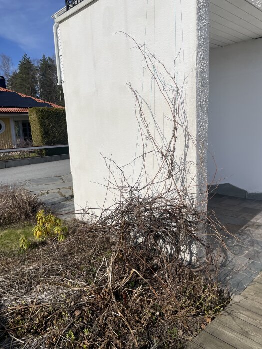 Vinranka med vissna grenar mot en vit vägg vid ett hus, tidig vår.