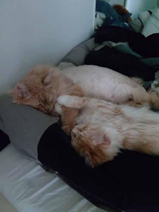 Två sovande katter som kramar varandra på en säng, en del av en syskondag.