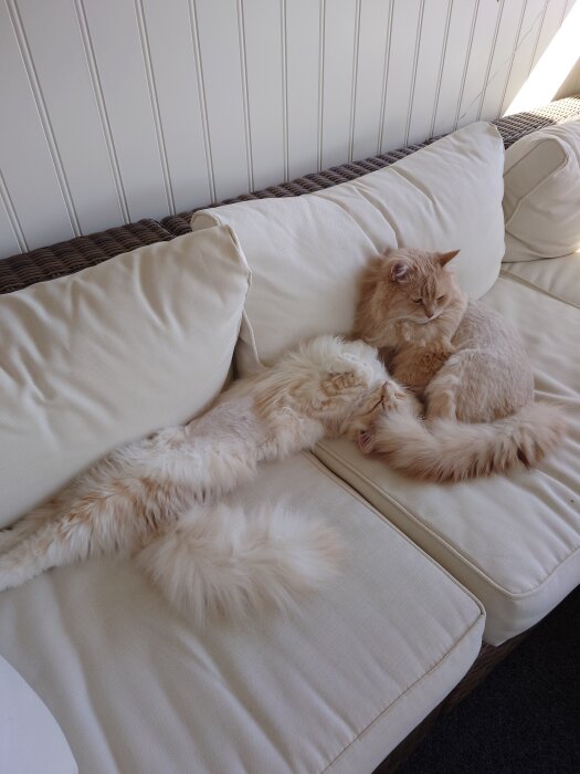 Två fluffiga katter ligger avslappnat på en vit soffa, en av dem är utsträckt och vilar bredvid den andra.