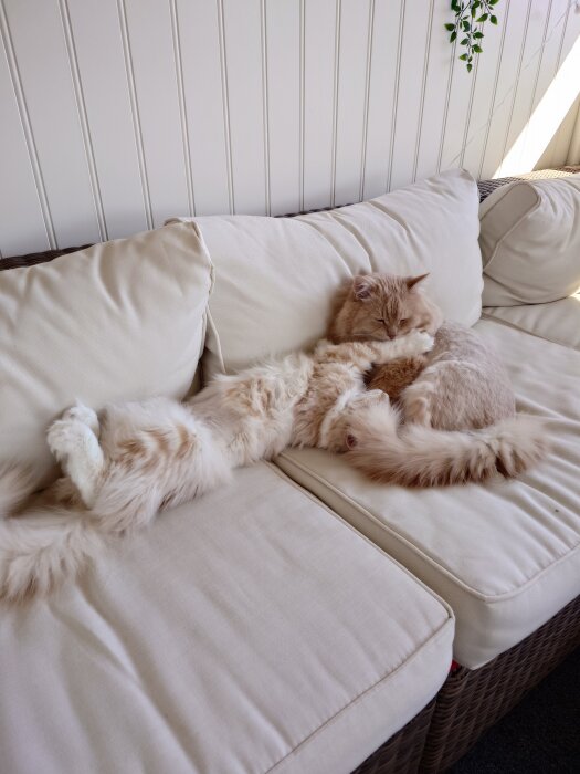 Katt ligger och vilar på en vit soffa på altanen, omgiven av ljus och en växt i bakgrunden.