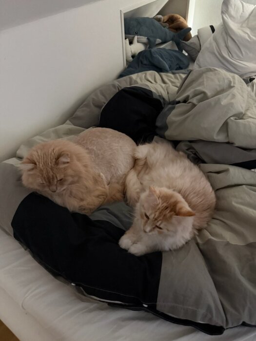 Två ljusa katter ligger ihop på en bäddad säng.