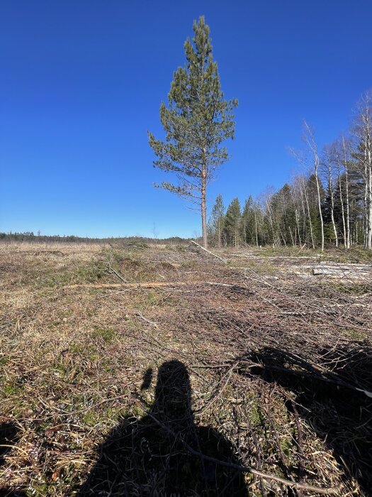 En ensam tall står på en avverkad skogsmark med blå himmel i bakgrunden, och en persons skugga syns på marken.