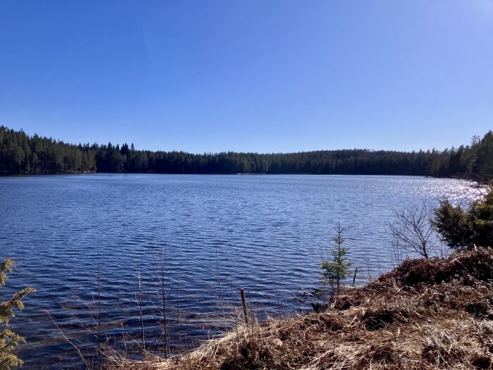 Sjölandskap med skog i bakgrunden under en klarblå himmel och solbelyst vatten. Förgrund med torra växter och ett litet barrträd.