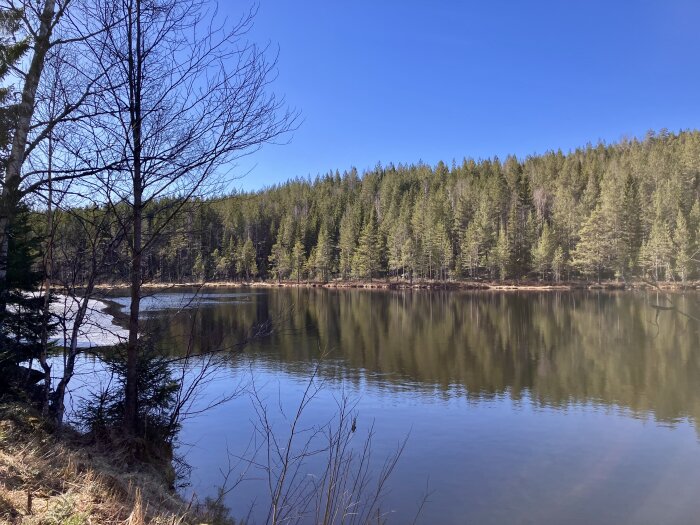 Sjö omgiven av skog med spegelblankt vatten och is längs kanten, träd i förgrunden och klarblå himmel i bakgrunden.