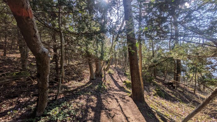 Skogsstig i solbelyst skog med täta träd och grönt lövverk, ljus sipprar genom träden och skapar skuggor på marken.